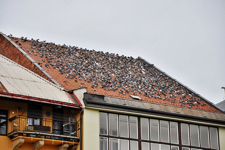 A2B Pest Control are able to install spikes to deter birds from roofs in Kempston. 