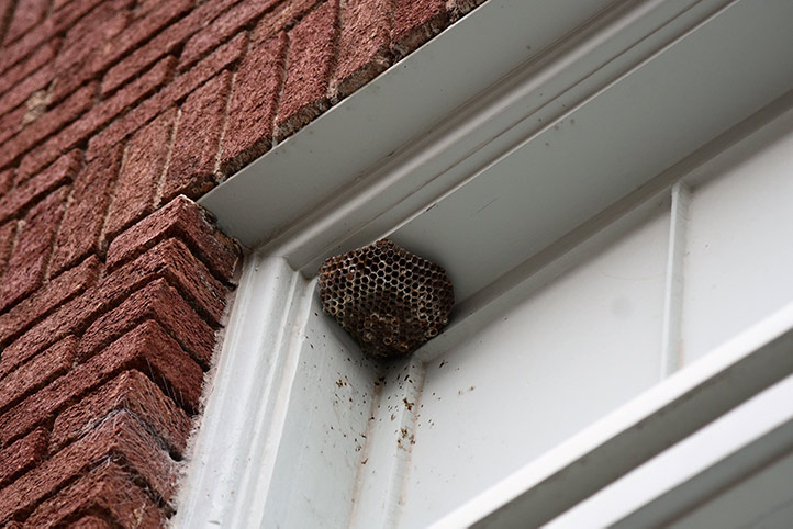 We provide a wasp nest removal service for domestic and commercial properties in Kempston.